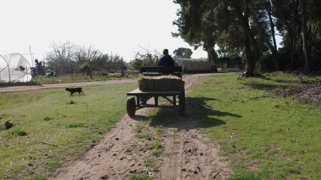Man driving a horse cart on a forest path.