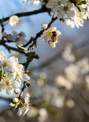 Abeille sur un arbre en fleur