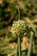 white flower