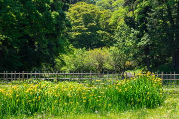 爽やかな公園風景