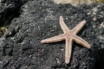 Starfish on rock