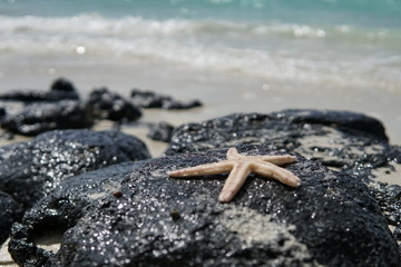 Starfish with water