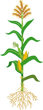 Corn (maize) plant with green leaves, root system, ripe fruits and flowers isolated on white background