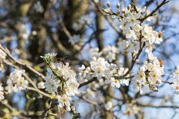 Arbre en fleur au printemps