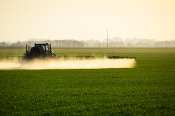 tractor with the help of a sprayer sprays liquid fertilizers on young wheat in the field.