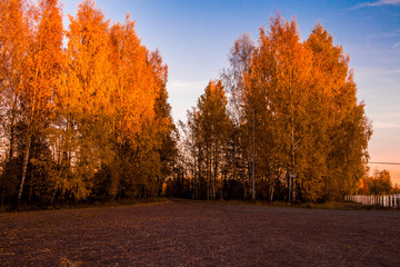 Fototapeta premium Herbstbäume