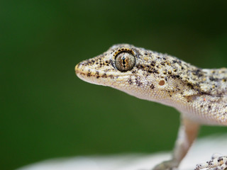 Kotschys gecko, Cyrtopodion kotschyi