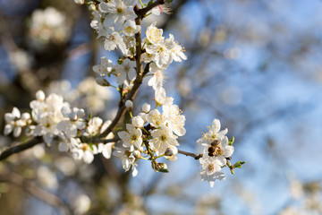 Arbre en fleur au printemps