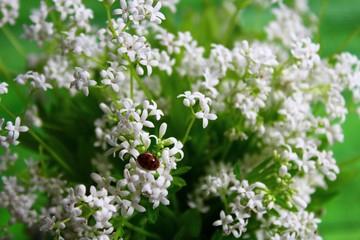 Waldmeister und ein Marienkäfer