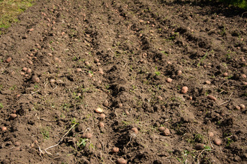 The potato harvest lies excavated on the ground.