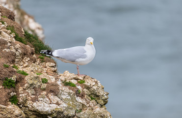Herring Gull