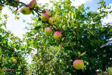 A few apples hang on the branches of an apple tree.