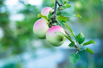 A few apples hang on the branches of an apple tree.
