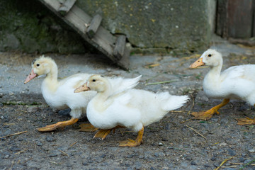 Several young white ducks walk around the yard.