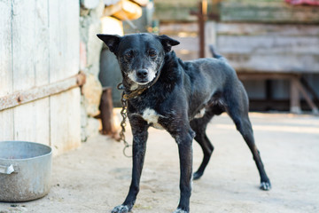 Common black yard dog on a leash.