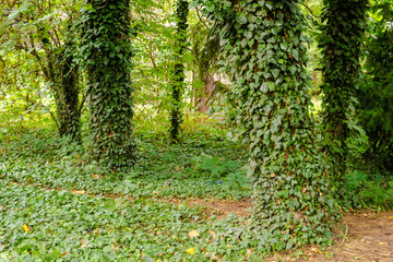 path in the park between the trees