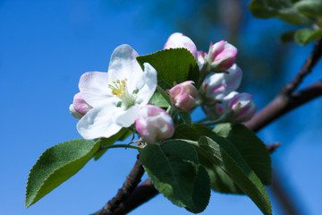 Blooming apple tree. Botanical Garden. Spring background