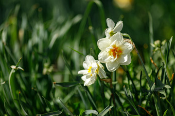 Naklejka na ściany i meble white flower in the garden