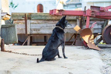 Common black yard dog on a leash.