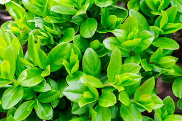 Japanese boxwood bush - Buxus microphylla