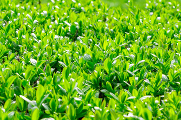 Fototapeta premium Japanese boxwood bush - Buxus microphylla