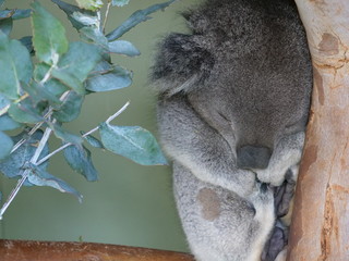 koala in a tree