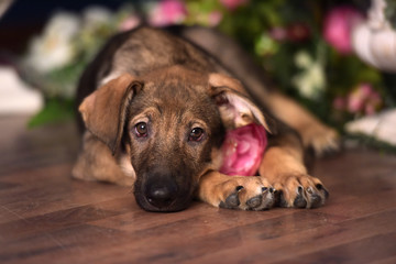 Cute puppy lying on the floor with flowers