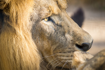 Leão / Lion (Panthera leo)