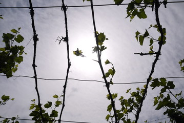 vineyard branches and sky