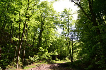 Spring beech forest with fresh light green foliage