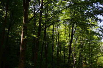 Naklejka premium Spring beech forest with fresh light green foliage