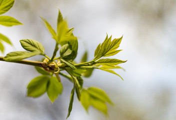 a branch of young fresh spring greens in the spring time on a Sunny day