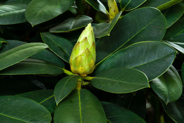 Knospe eienr Azalee