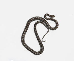 European ratsnake or Leapard snake,  Zamenis situla