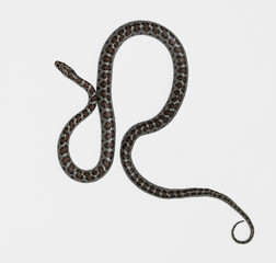 European ratsnake or Leapard snake,  Zamenis situla