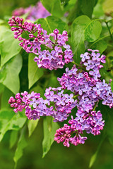 Obraz premium Spring lilac 