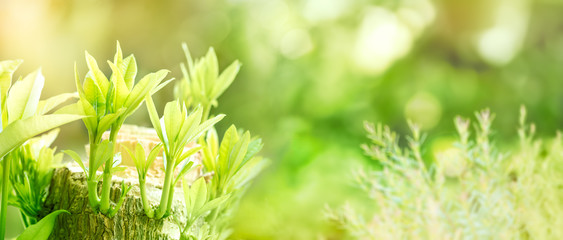 green tree grows on the stump