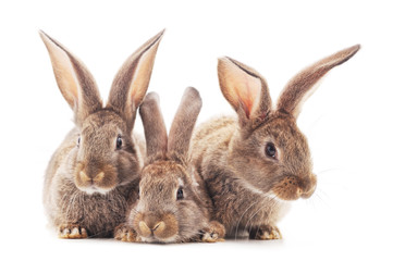 Family of brown rabbits.