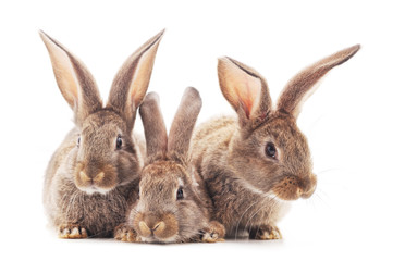 Obraz premium Family of brown rabbits.
