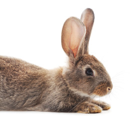 One brown rabbit.