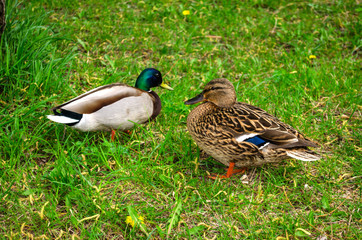 Duck and drake sit in the grass with dandelions