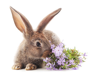 Brown rabbit with flowers.