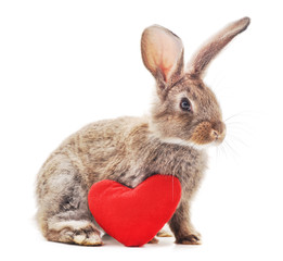 Rabbit with toy heart.