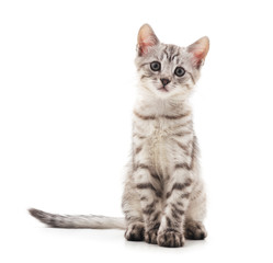 Little gray kitten .