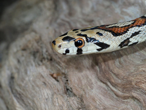 European ratsnake or Leapard snake,  Zamenis situla
