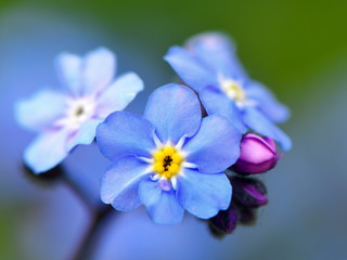 flower Myosotis sylvatica, the wood forget-me-no