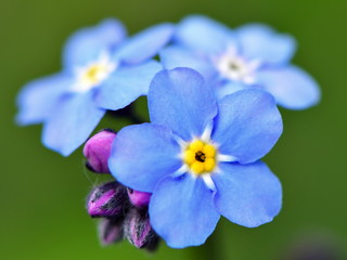 flower Myosotis sylvatica, the wood forget-me-no