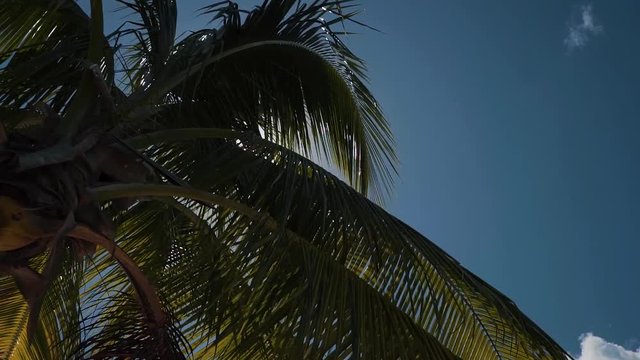Beautiful vibrant green, yellow, and orange palm tree leaves shining in the sun and blowing in the wind in Vieques Puerto Rico