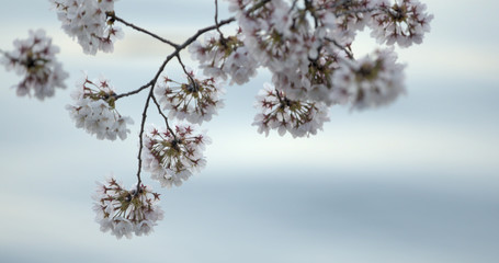 Yoshino Cherry Blossoms Branch In Washington Dc At The Tidal Basin Over The Water At Dusk
