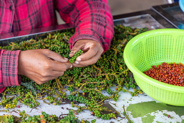 Farm workers hand sorting and selecting fresh pepper peppercorns on plantation in Kampot, Cambodia